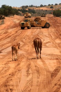 Working around local livestock is a daily occurrence as ADOT builds an interim detour in northern Arizona. Horses and cattle are drawn to water used in the construction of US 89T (also known as Navajo Route 20). The highway project includes installing 58 miles of barbed wire fence.
