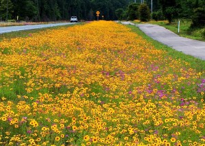 Near the town of Bradford, Florida, which is located in Suwannee County, in District 2 of the Florida department of transportation. US-27 is the highway, alongside the highway is the former CSX railroad corridor, this 11.5 mile paved trail runs from the Suwannee river to the Ichetucknee river.