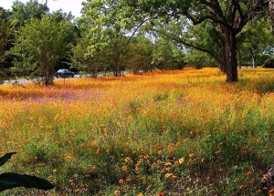Looking through a pecan orchard at the colorful wildflowers blooming along US 129, located in Suwannee county, which is in District 2 of the Florida department of transportation.