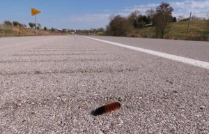 Patient care of Kentucky's rural roads mean that each fall, thousands of tourists can flock to festivals across the commonwealth - including along KY 11, which eventually leads to the Beattyville, Ky., Woolly Worm Festival. No worms were harmed in the making of this photo. And, thanks to the new rumble strips, neither were any drivers.