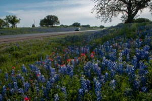 Seemingly endless vistas of bluebonnets and Indian paintbrushes enhance a springtime drive along Texas 71, a state highway in the Hill Country of Central Texas.  Near Spicewood, the right-of-way and surrounding fields offer abundant photo opportunities or just a color-filled journey for the lucky traveler.